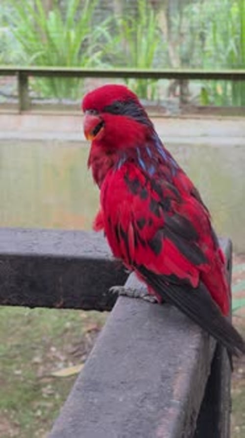 Petit perroquet tropical Red Lory assis sur une barre métallique située dans une zone tropicale