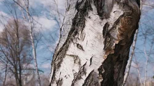 Close Detail of Rough White Birch Tree Trunk in Sunny Forest Park