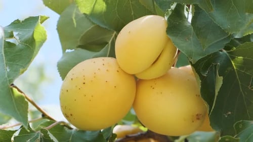 Cluster of Ripe Apricots Hanging on Tree Branch Surrounded By Green Leaves Natural Orchard in