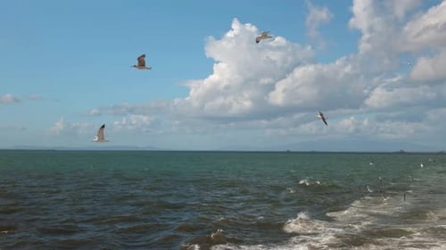 Seagulls Flying Alongside Ferry Over Open Sea