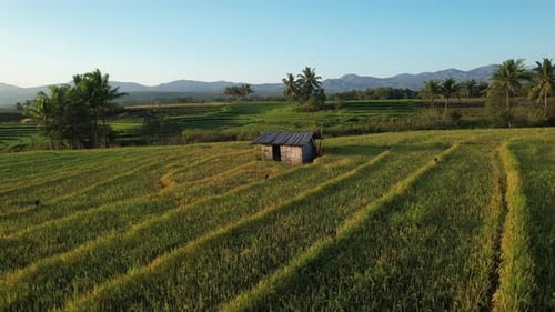 Drone orbit of small hut in rice field countryside Indonesia