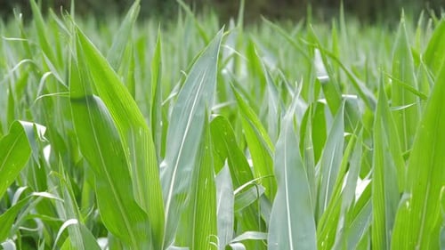 Close up bright green corn maize crop field moving with the wind, agriculture land