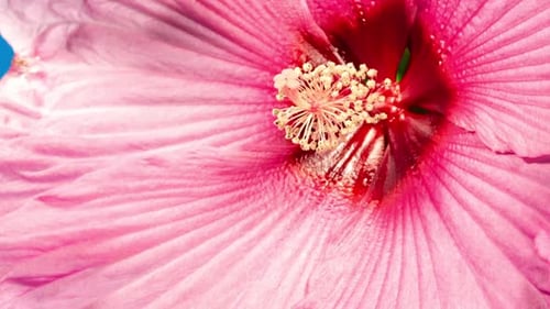 Blooming Pink Flower Time Lapse on Blue Background