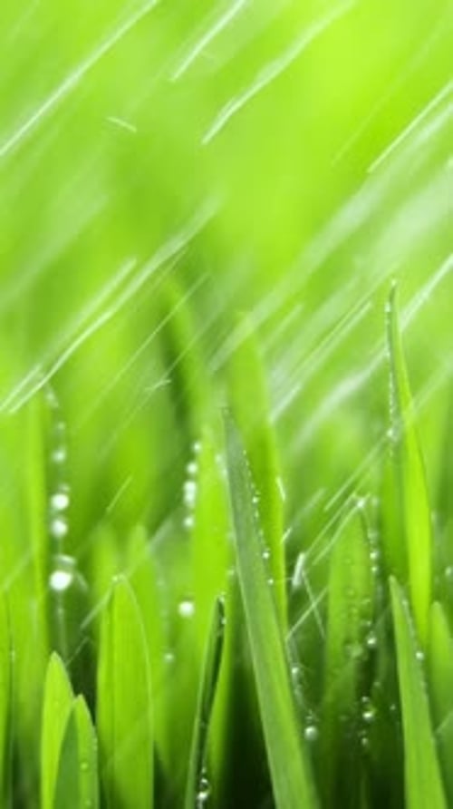 Vertical Screen Fresh Morning Water Dew Drops on Green Grass Lit By the Sun and Blowing in the Wind