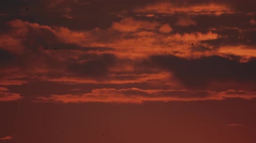 Sunset Clouds and Flying Birds