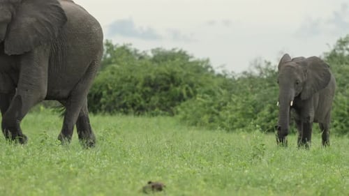 Afrikanische Elefantenherde unterwegs mit zwei jungen Kälbern