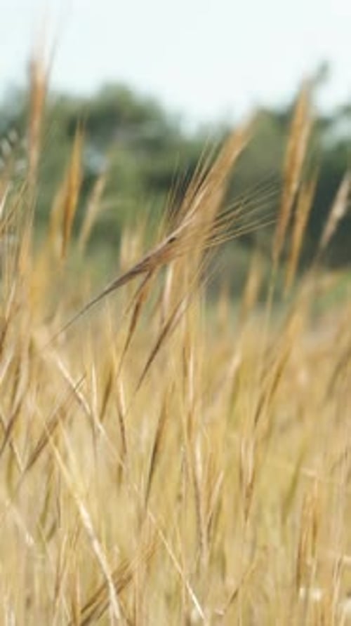 Golden dry grass stalks resembling a wheat field sway in the wind against the backdrop of trees.