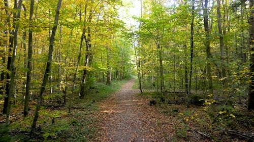Aerial drone vibrant beauty of autumn in a European mixed forest: sun rays peeking through branches,