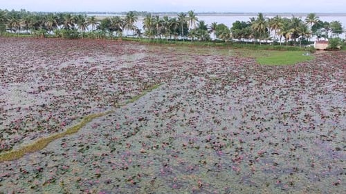 Water lily pond river sea,Water lily blooming,Beautiful aerial shot,group,Blossom