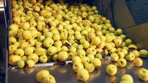 Manzanas amarillas maduras subidas de una caja. Se está preparando fruta sin lavar junto con hojas secas