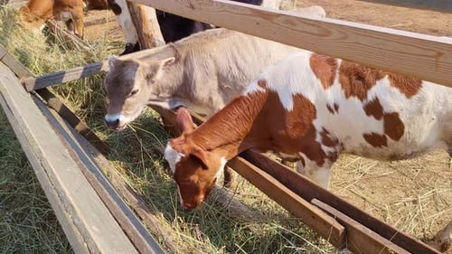 The brown and beige cattle are feeding on hay in a row inside the barn.