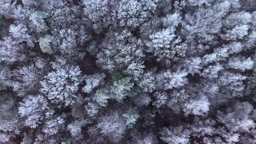 Bird's Eye View Of Snowy Trees In The Forest During Winter In Austria. - aerial shot