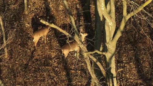 A Pair Of White-tailed Deer Hunts In A Sunny Forest. Aerial Shot