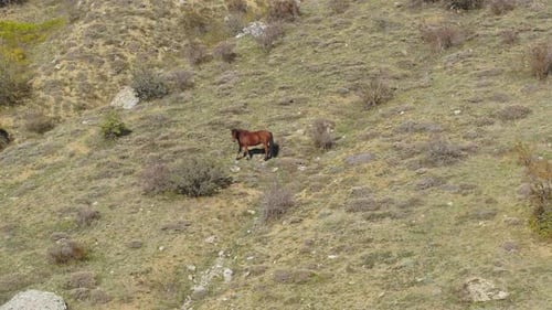 Wild Horse Grazing Peacefully on a Mountainside