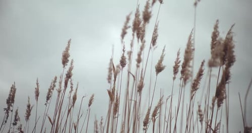Reed Grasses Blowing By Wind During Sunset