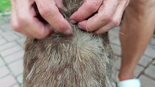 A Man Looks for Ticks on a Dog