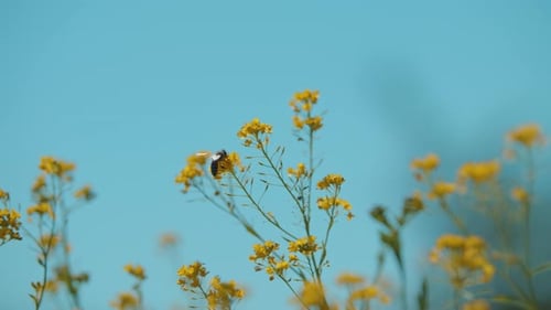 Slow motion of honey bee busy in yellow flower in spring field with blue sky on a sunny day