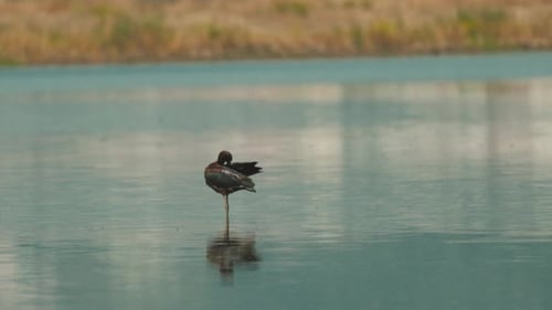 Bird Standing in Water at a Calm Lake in the