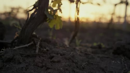 Trockene, starke Weinreben, die bei Sonnenuntergang aus nächster Nähe weichen Boden wachsen. Leichte Sonnenstrahlen