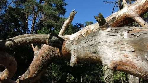 Fallen Tree in Forest on Sunny Day