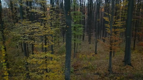 Autumn Trees in Vorona Forest with Golden Leaves and Tall Trunks