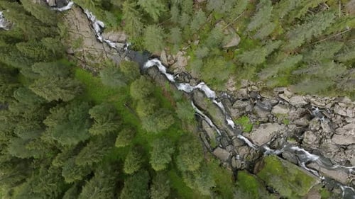 Aerial top down shot of flowing river between conifer trees in nature, descend flight