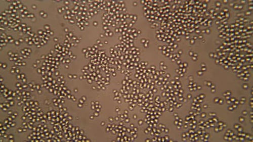 Dynamic Microscopic Cells Proliferating in Fluid Environment