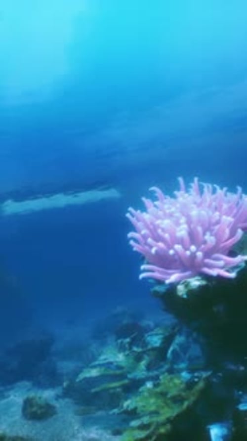 An Underwater View of a Coral Reef with a Pink Sea Anemone
