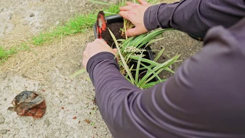 Adult Repotting Plant with Trowel in Outdoor Setting