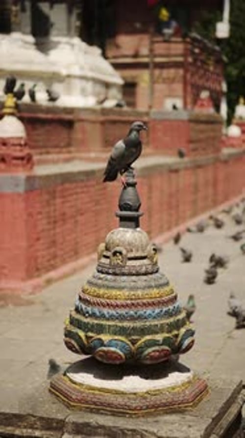 Pigeon dans un temple de Katmandou au Népal, Vidéo verticale pour les réseaux sociaux, Instagram Reels et Tiktok