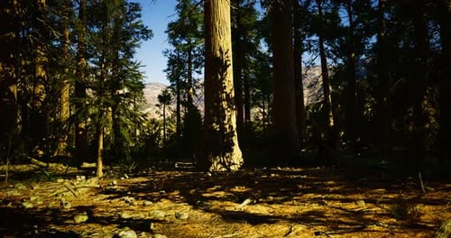 Tall Trees Stand in a Serene Forest with Sunlight Filtering Through Leaves