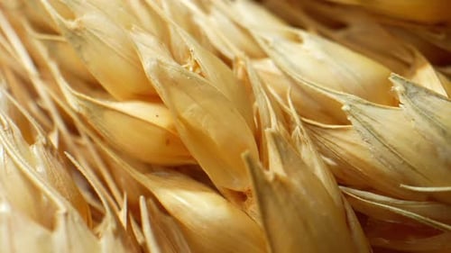 Close Up of Ripe Wheat Heads