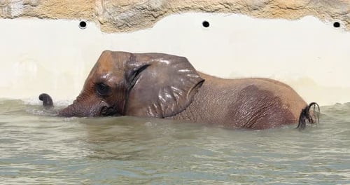 Elephant Swimming in Water on a Bright Day