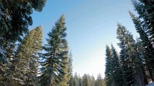 Tilting shot of sun peeking through the trees at a ski resort