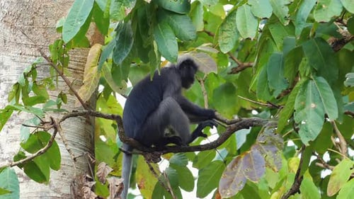 Silver Leaf Monkey Perched on Tree Branch in Natural Habitat Wildlife and Nature