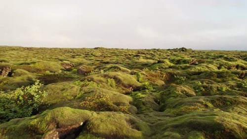 Epic Aerial Green Moss Vast Rocky Unique Iceland Environment at Sunset.