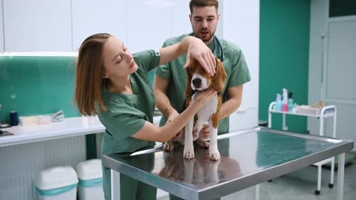 Checking the teeth. Dog in veterinary clinic with two doctors.