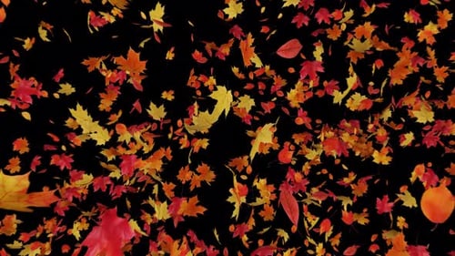 Explosión de hojas de arce en Alpha