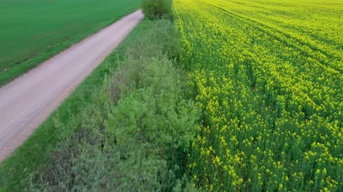 Flight Over Field With Flowering Canola Flowers and Country Road. Aerial Dron Footage. Flowering Rap