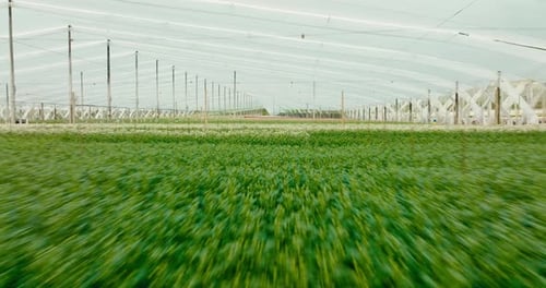 Flying Over a Field of Flowers in Greenhouse