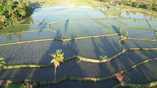 Young Paddy field