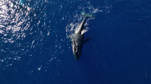 Rare Aerial Footage Of A Newborn Baby Whale Calf Riding On Mom's Back.