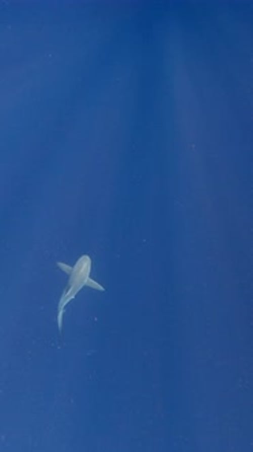 Bull shark swiming in open ocean - vertical video