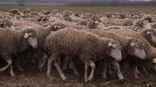Large Flock of Sheep Moving in Rural Field