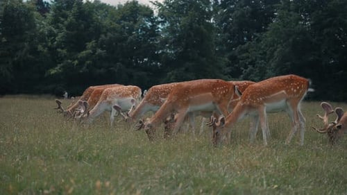 Herd of Sika Deer Forages at the Forest's Edge Munching on the Accessible Vegetation