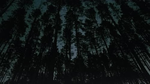 Geheimnisvoller Nachtspaziergang durch einen dichten Wald unter Sternenhimmel in den späten Stunden