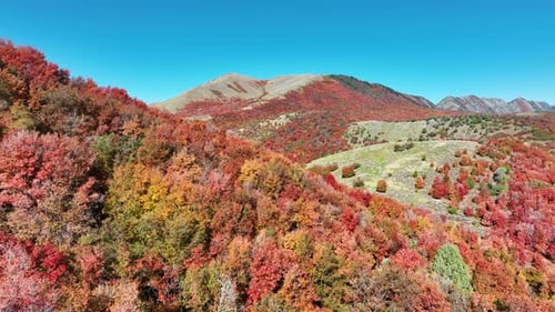 Aerial of a forest with the trees turning their fall colors