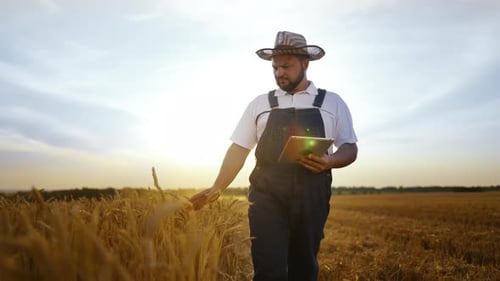 Agribusiness and Agronomy Farmer with Modern Digital Tablet Walking in Field Ripening Golden Rye