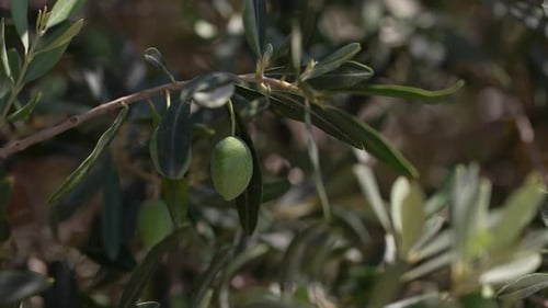 Olive Tree 60