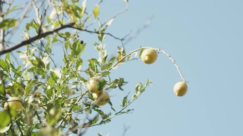 Fruits of Lemons on a Branch Swaying in the Wind Against the Blue Sky.